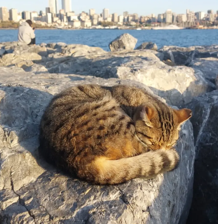 A street cat asleep on the rocks by the water in Istanbul