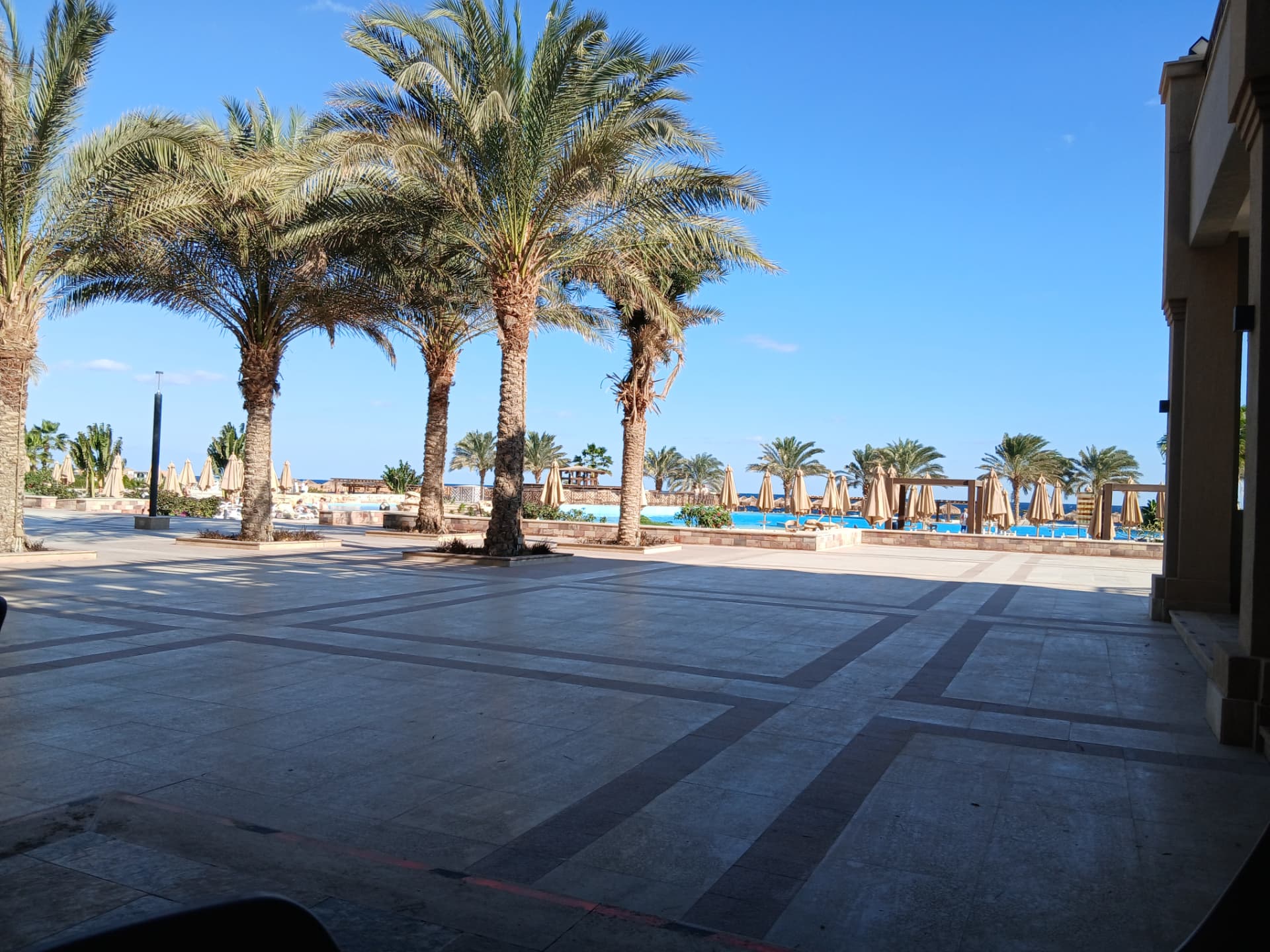 Palm trees against a bright morning sky in Egypt