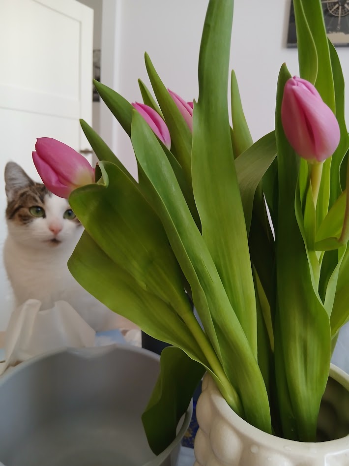 One of the cats sniffing a bunch of spring tulips
