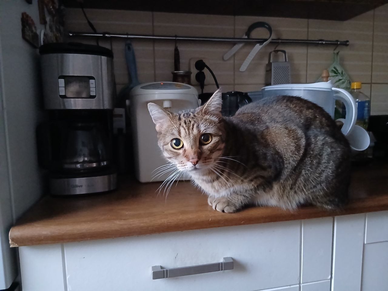 Marek sitting on the kitchen counter beside the kettle